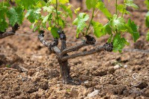 Vignes Schiste